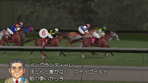 Derby Stallion P
